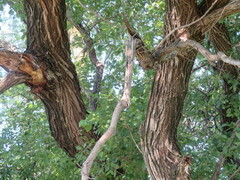 Salix chaenomeloides