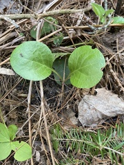 Pyrola americana
