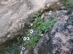 Felicia cymbalariae