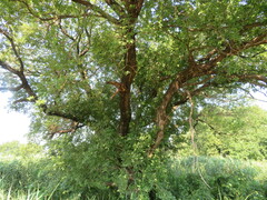 Salix chaenomeloides
