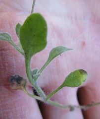 Felicia cymbalariae