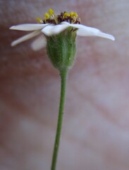 Felicia cymbalariae