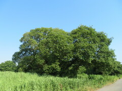 Salix chaenomeloides