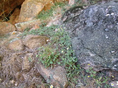 Felicia cymbalariae