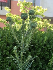 Cirsium vulgare