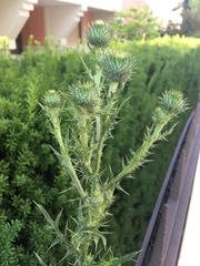 Cirsium vulgare