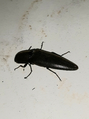 Orthostethus infuscatus
