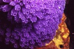 Clavelina moluccensis