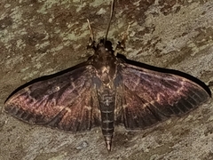 Pilocrocis