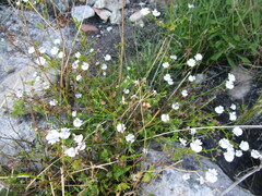 Nemesia brevicalcarata