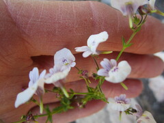 Nemesia brevicalcarata