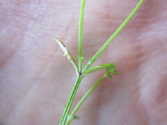 Nemesia brevicalcarata