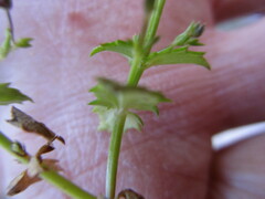 Nemesia brevicalcarata