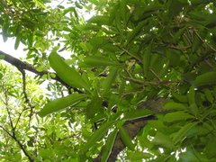 Lepisanthes tetraphylla