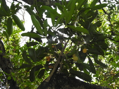 Lepisanthes tetraphylla