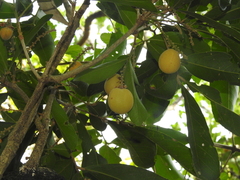 Lepisanthes tetraphylla
