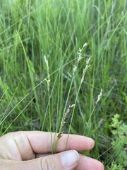 Carex prairea