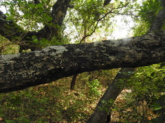 Lepisanthes tetraphylla