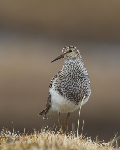 Pectoral Sandpiper
