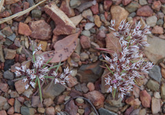 Polycarpaea spirostylis