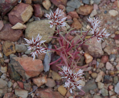 Polycarpaea spirostylis