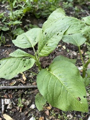 Persicaria orientalis