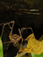 Opiliones