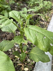 Persicaria orientalis