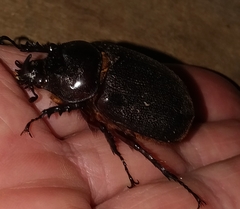 Heterogomphus mniszechi