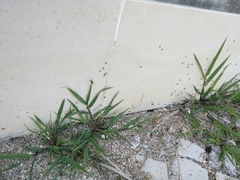Lasius