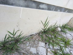Lasius