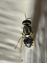 Oxycerini