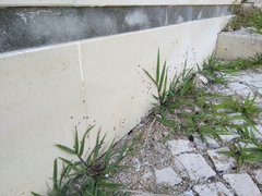 Lasius