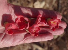 Brachychiton chillagoensis