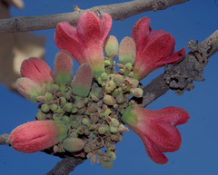 Brachychiton chillagoensis