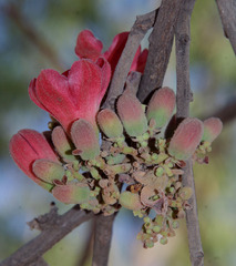 Brachychiton chillagoensis