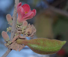 Brachychiton chillagoensis