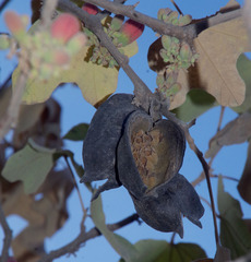 Brachychiton chillagoensis