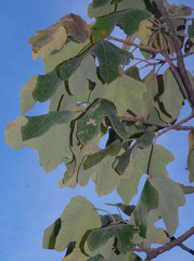 Brachychiton chillagoensis