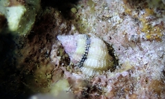 Peristernia chlorostoma