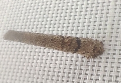 Insecta