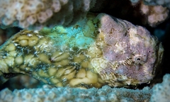 Antennatus tuberosus