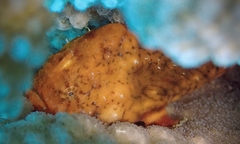 Antennatus tuberosus