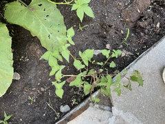 Persicaria thunbergii