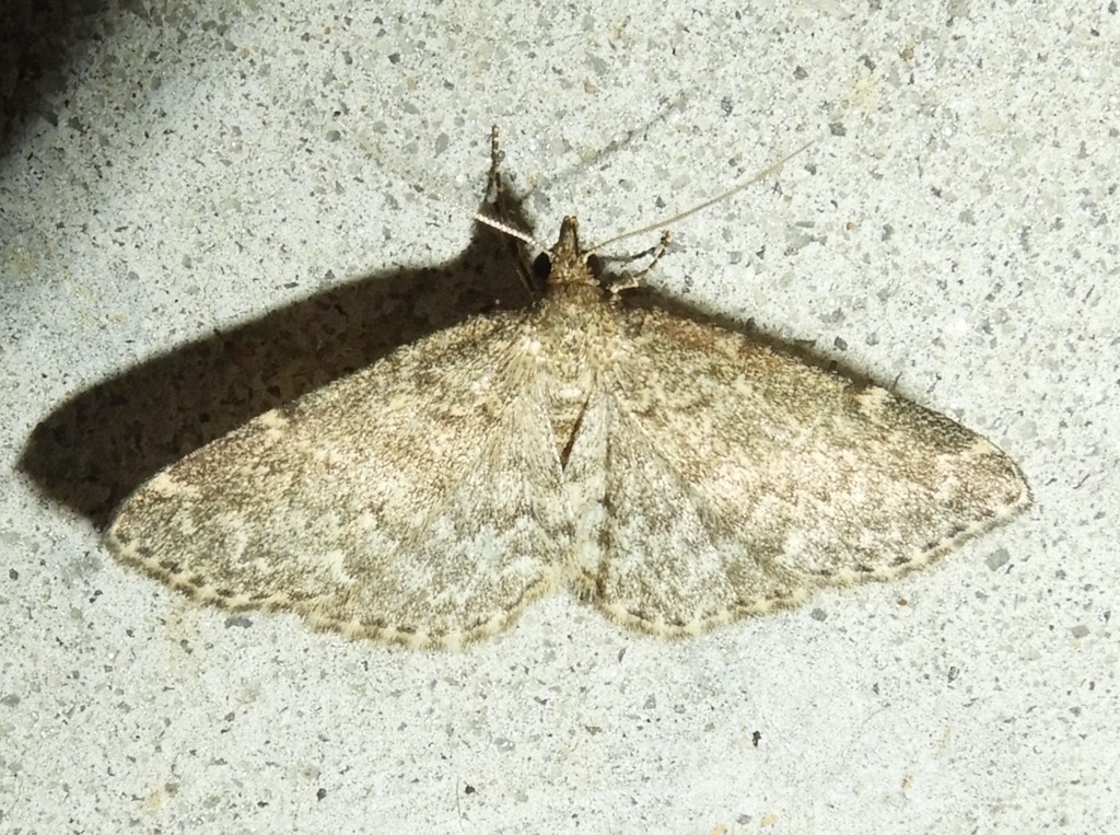 Appalachian Idia