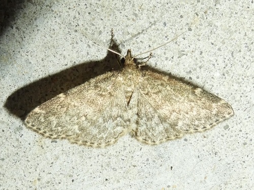Appalachian Idia