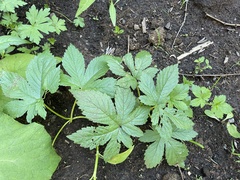 Humulus scandens