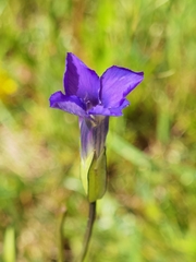 Gentianopsis paludosa
