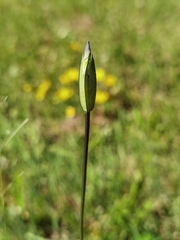Gentianopsis paludosa
