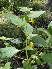 Impatiens noli-tangere